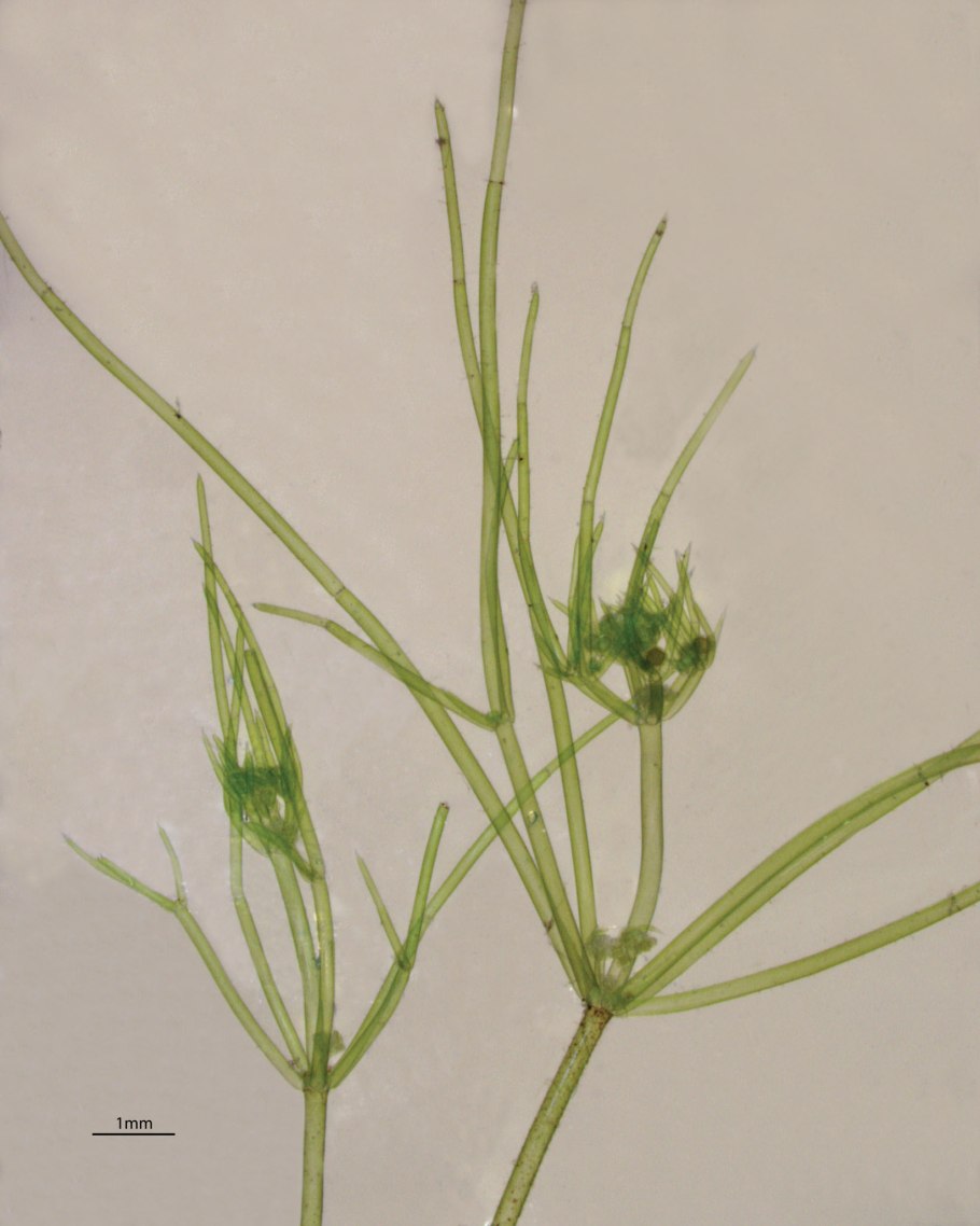 Харовые водоросли