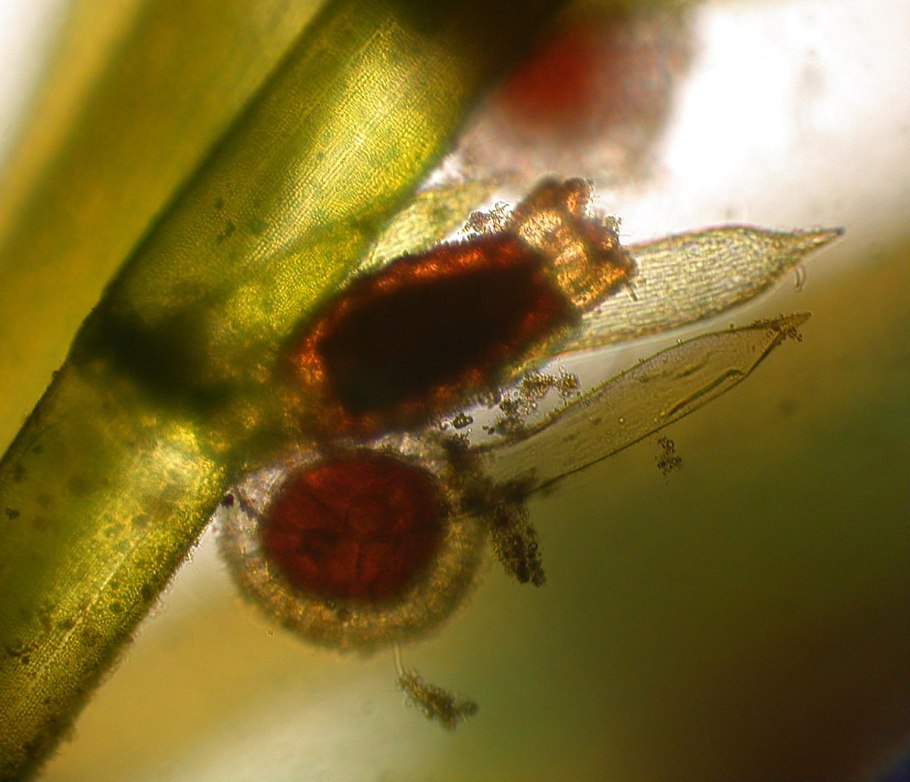 Хара водоросль антеридии