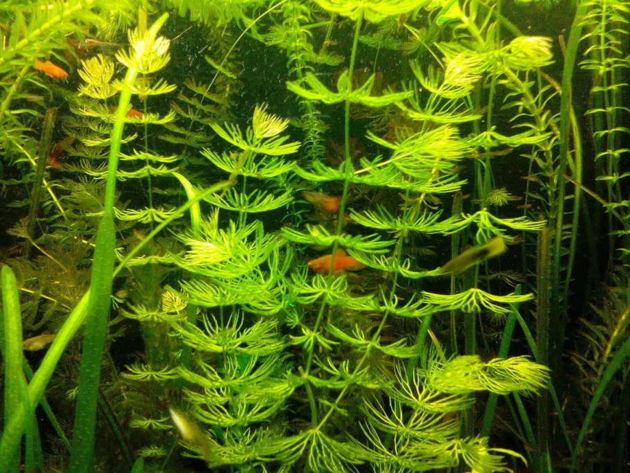 Роголистник аквариумное