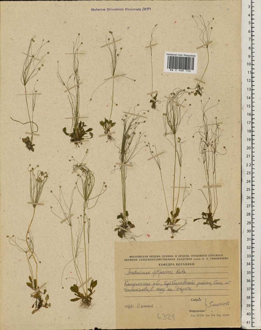 Проломник Северный гербарий