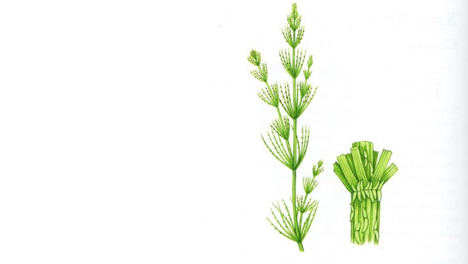 Растение нителлы представлено