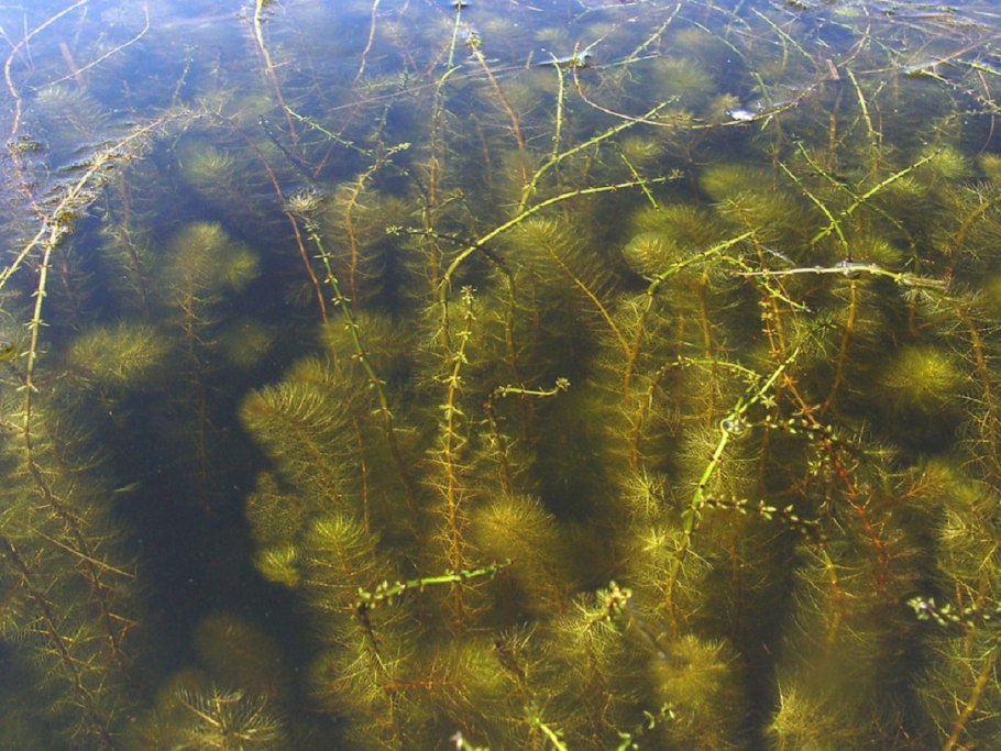 Уруть колосистая (Myriophyllum spicatum),