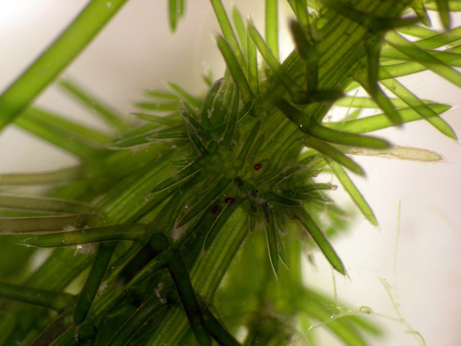 Хара щетинистая водоросли