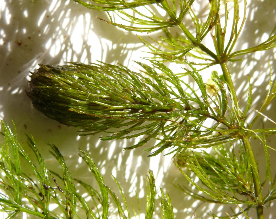 Элодея роголистник болотник