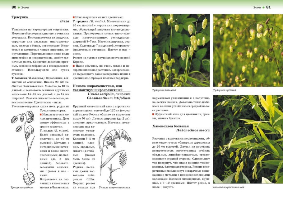 Лютик Саянский красная книга описание