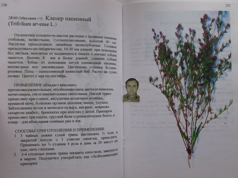 Клевер особенности корневой системы