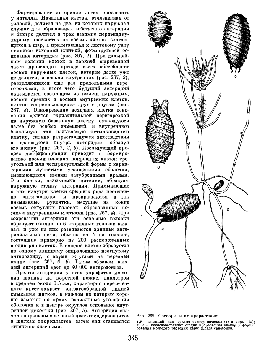 Антеридий Хары строение