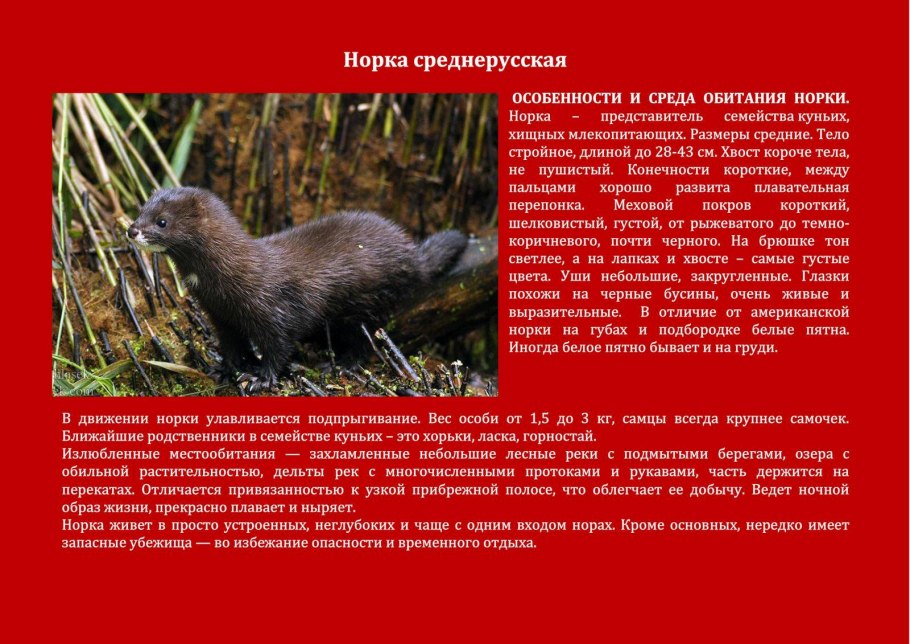 Растения НСО занесенные в красную книгу