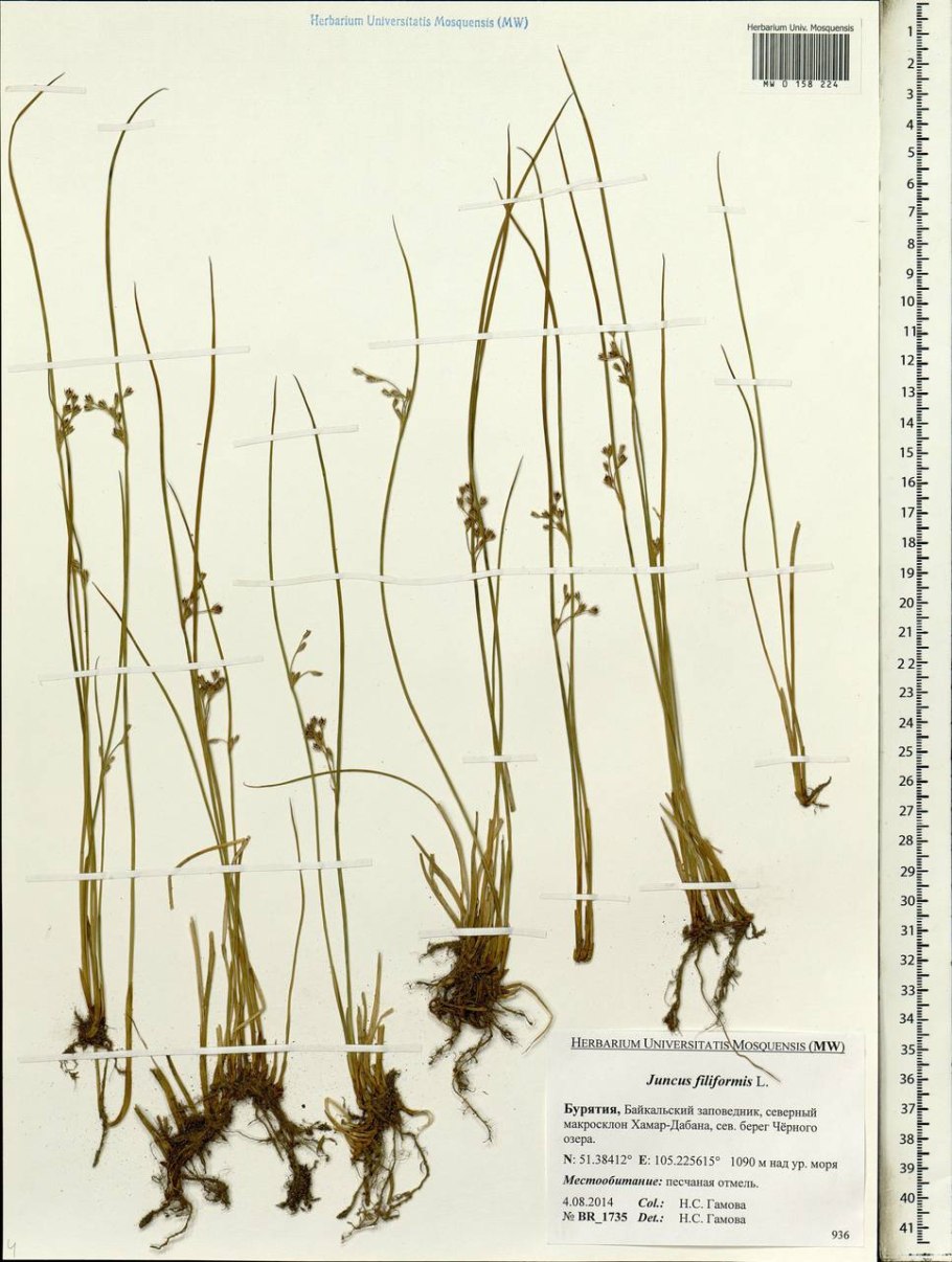 Cooksonia водоросли
