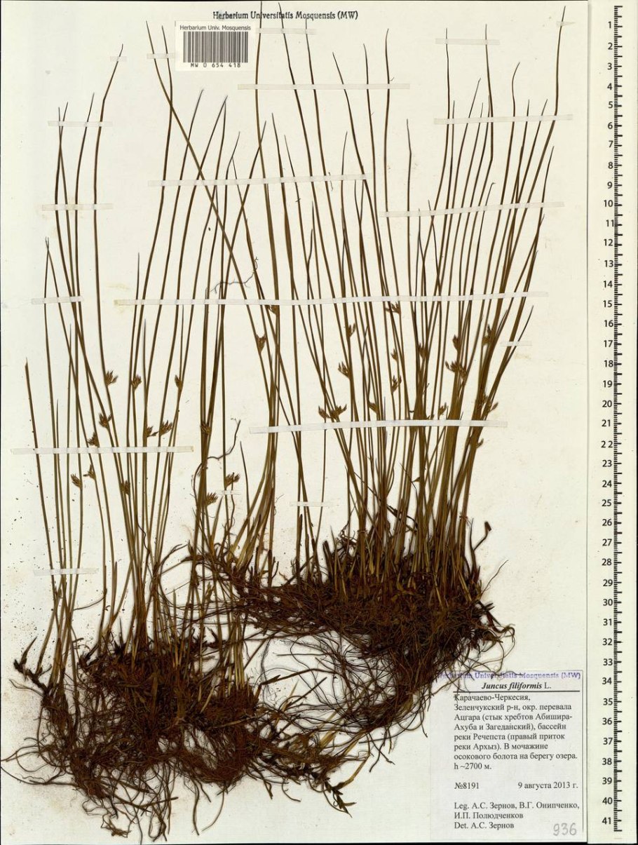 Наяда большая красная книга