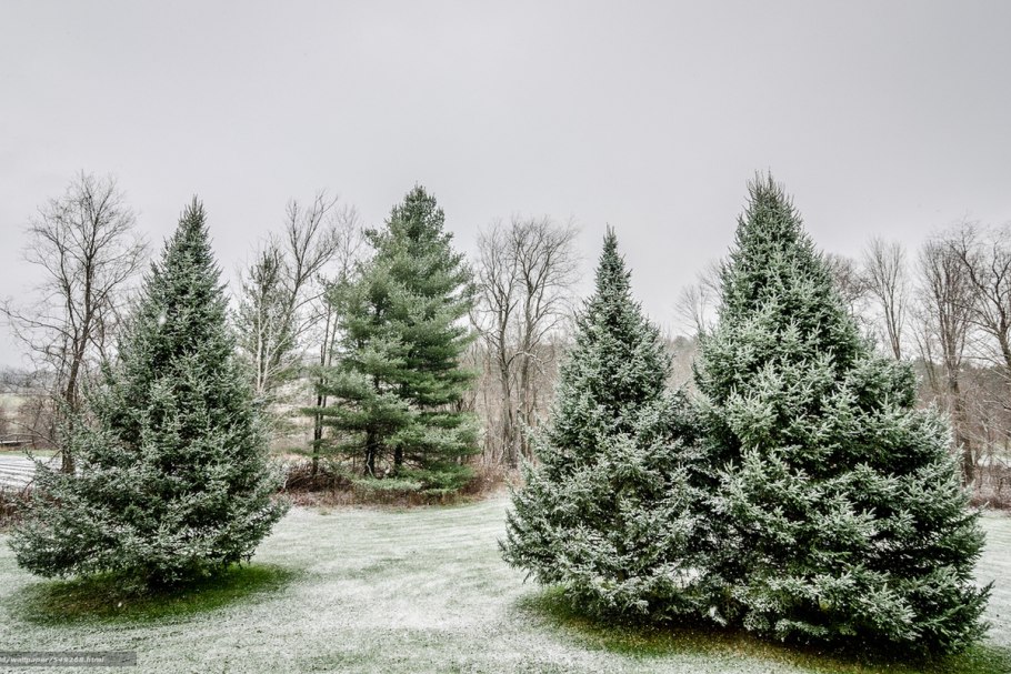Пихта Уральская