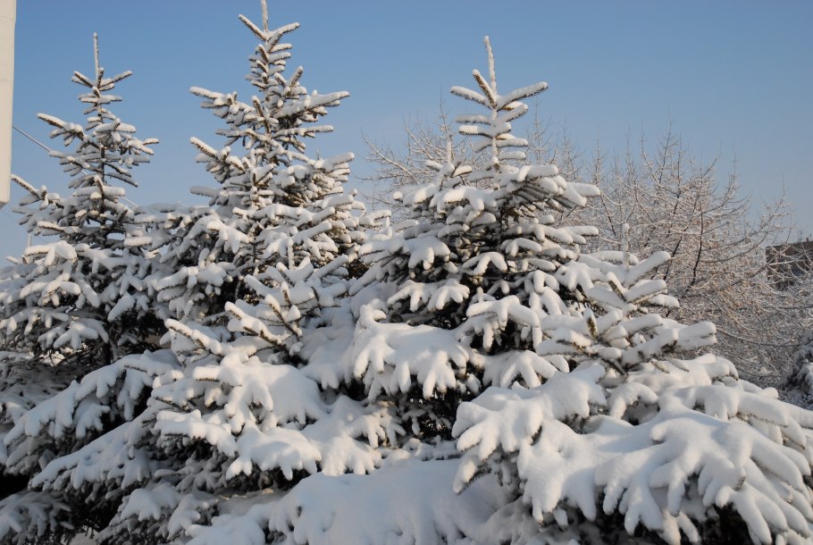 Хвойные растения зимой