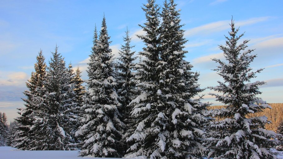 Хвойные деревья зимой