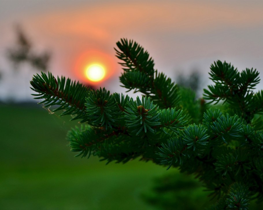 Ель в природе