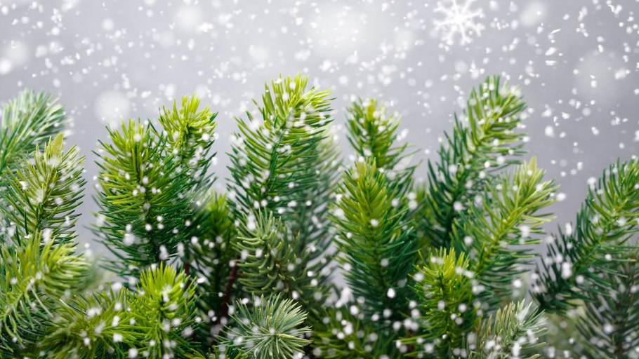 Ветка елки в снегу