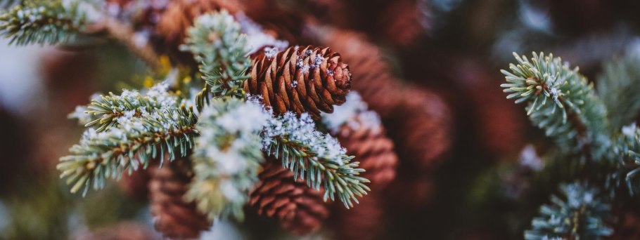 Ель с шишками Эстетика