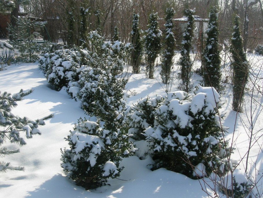 Туи на зиму