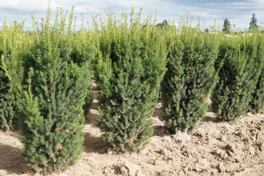 Тисс дерево описание