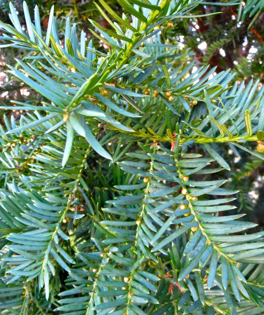 Тисс ягодный (Taxus baccata