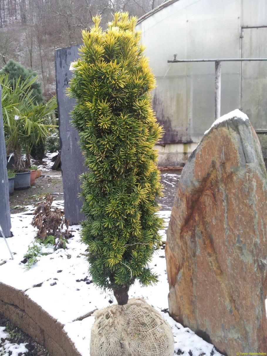 Тис ягодный Фастигиата Ауреа