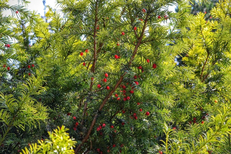 Taxus baccata Gard