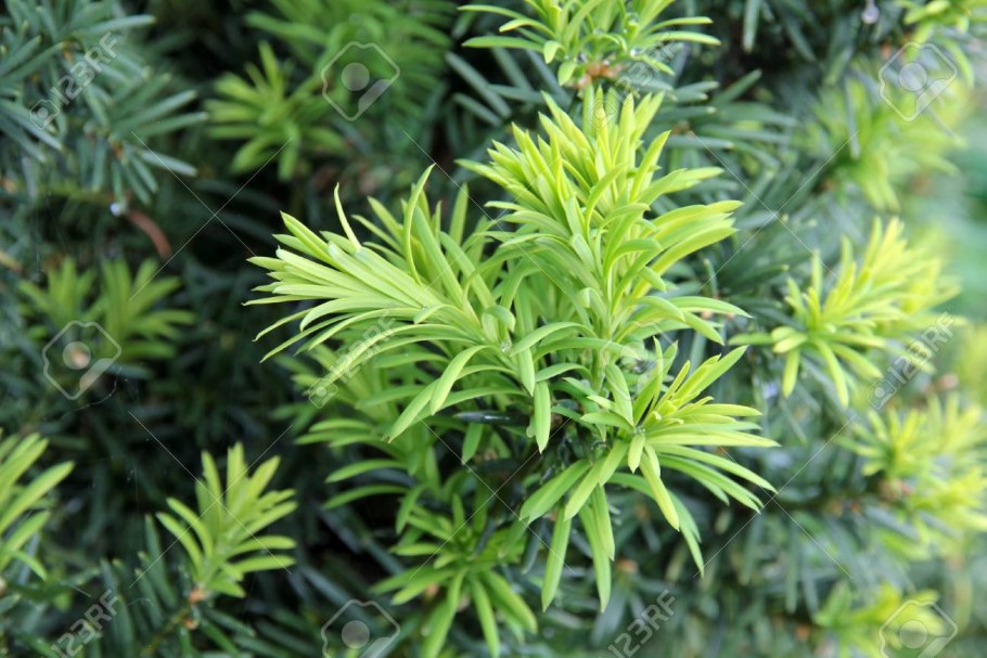 Тис ягодный Tymon