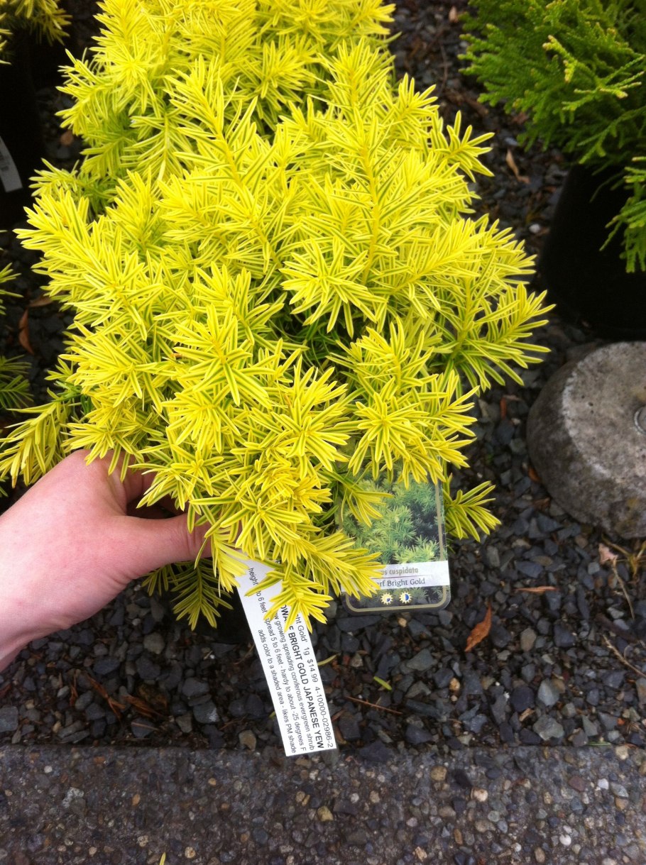 Тисс ягодный Фастигиата