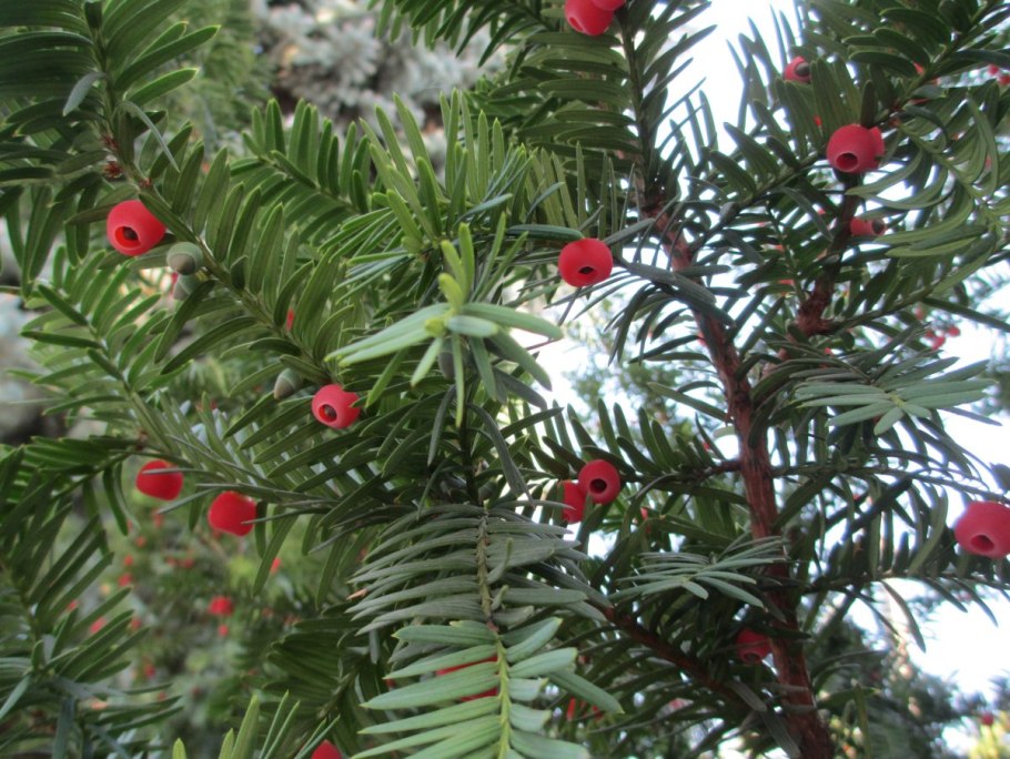 Taxus baccata штамп