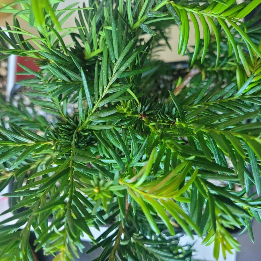 Taxus cuspidata 'Dwarf Bright Gold'