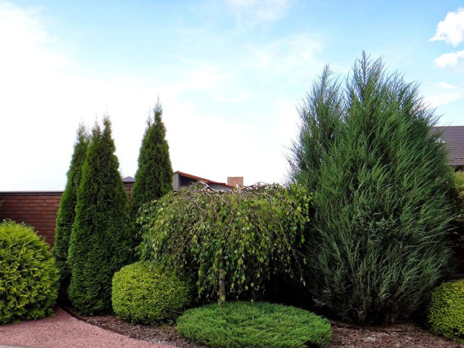 Taxus baccata l.