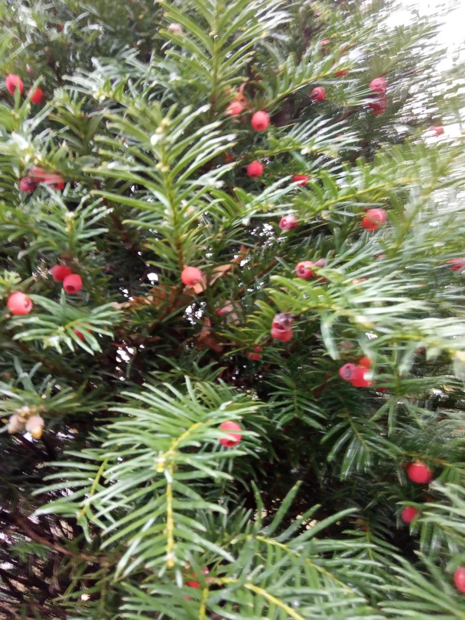 Тис ягодный Воронцовский парк