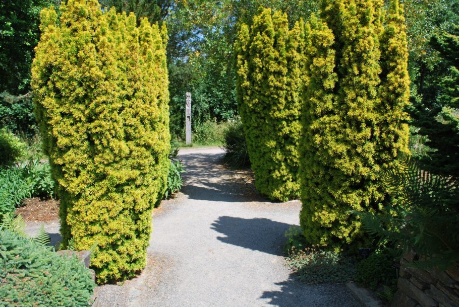 Тис ягодный Taxus baccata