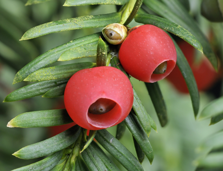 Taxus baccata