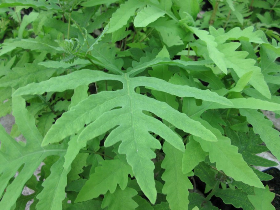 Бисерный папоротник (Onoclea sensibilis) у воды