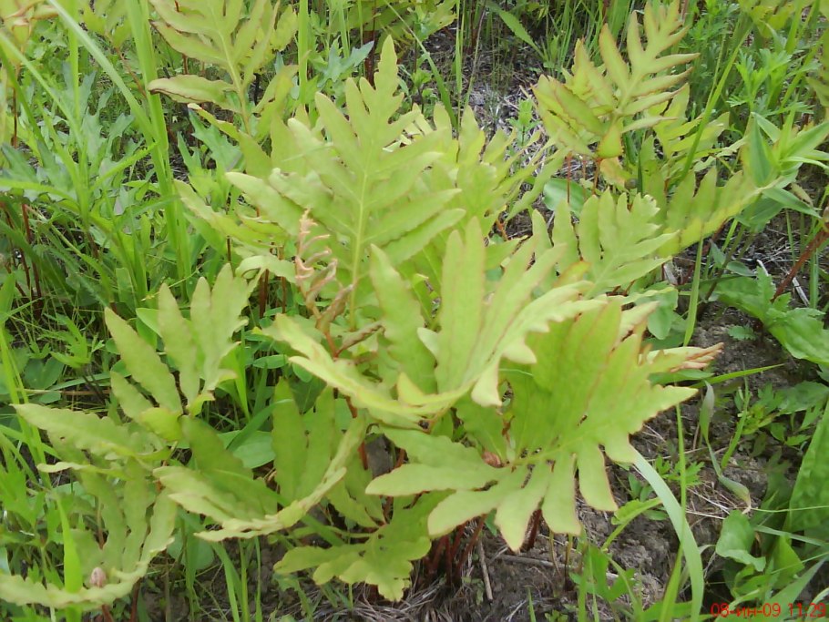 Woodwardia fimbriata