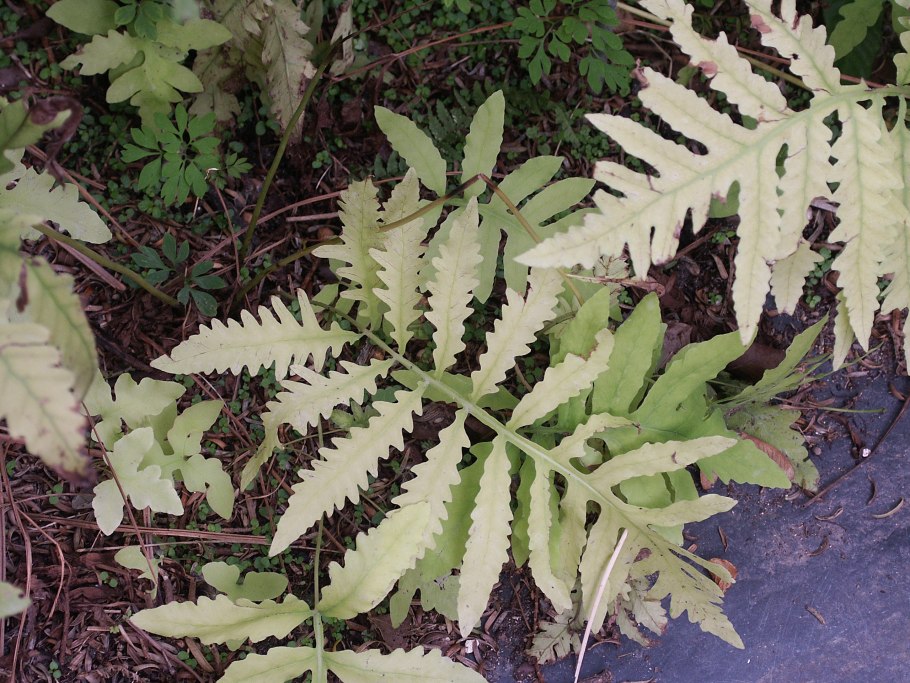 Бисерный папоротник (Onoclea sensibilis) Ботаническая иллюстрация