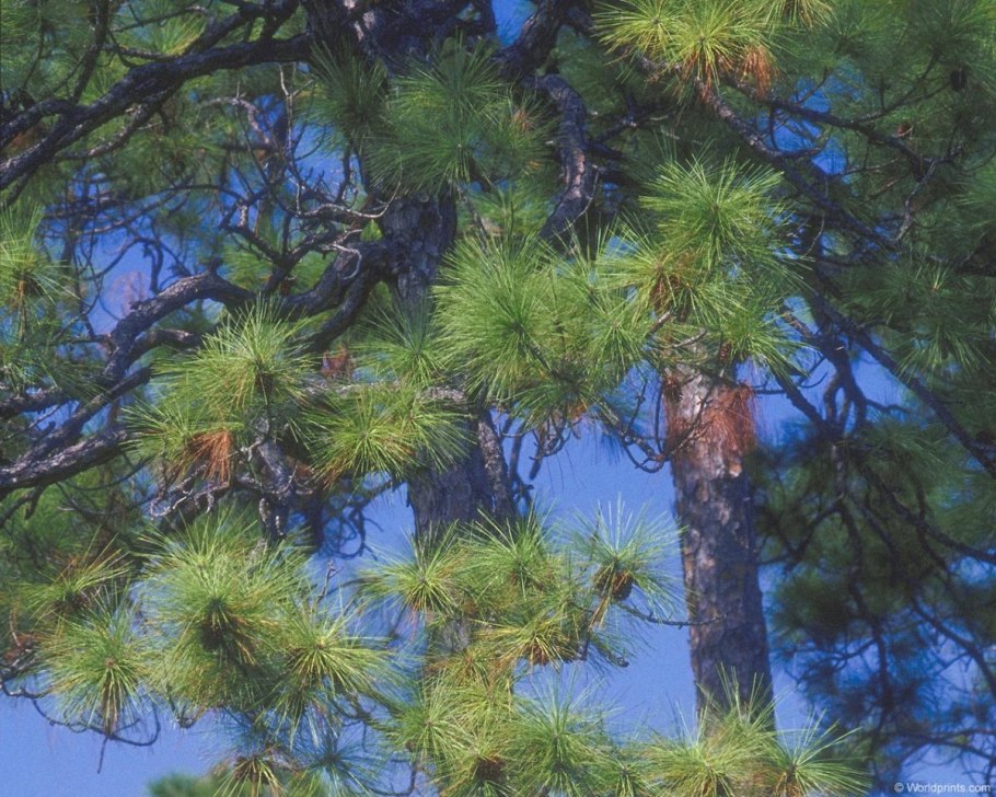Сосна Тунберга Pinus thunbergii