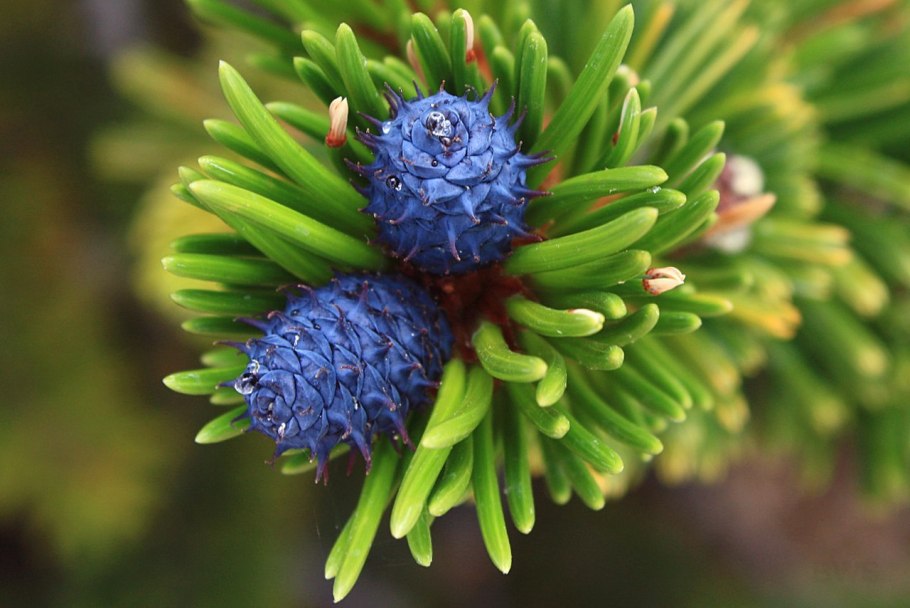 Pinus flexilis Navajo 2шт