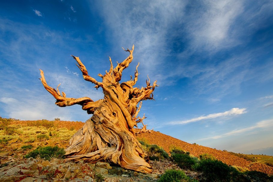 Bristlecone Pine