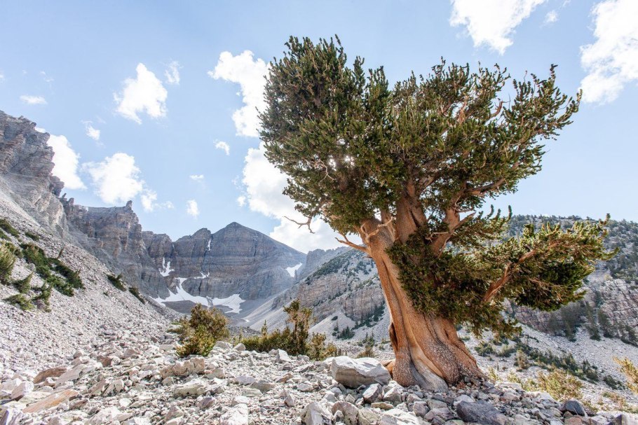 Pine Bark зик