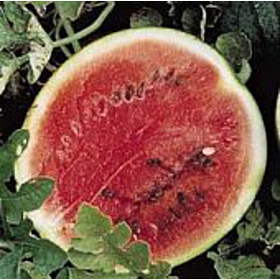 Реклама лотереи с арбузом