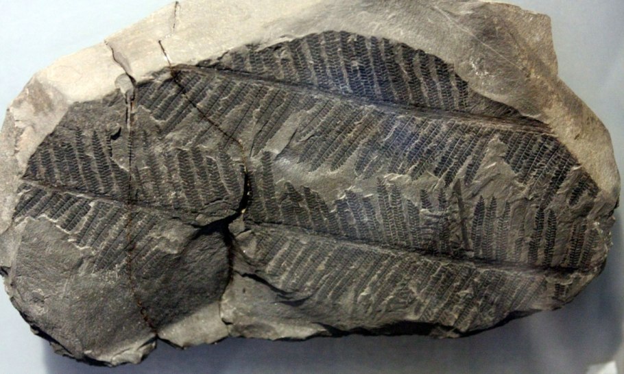 Calamites окаменелости