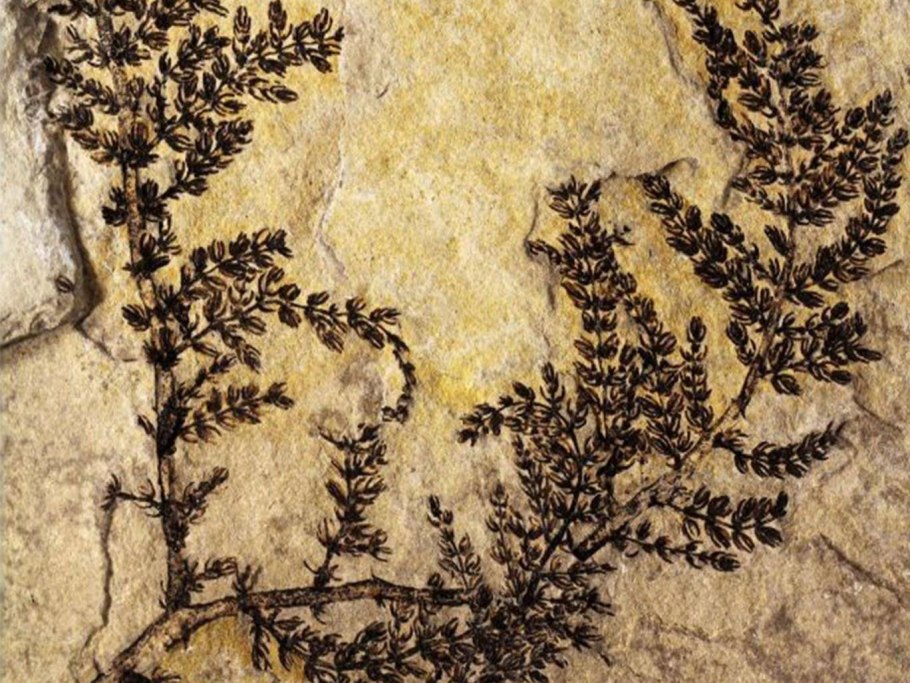 Montsechia vidalii