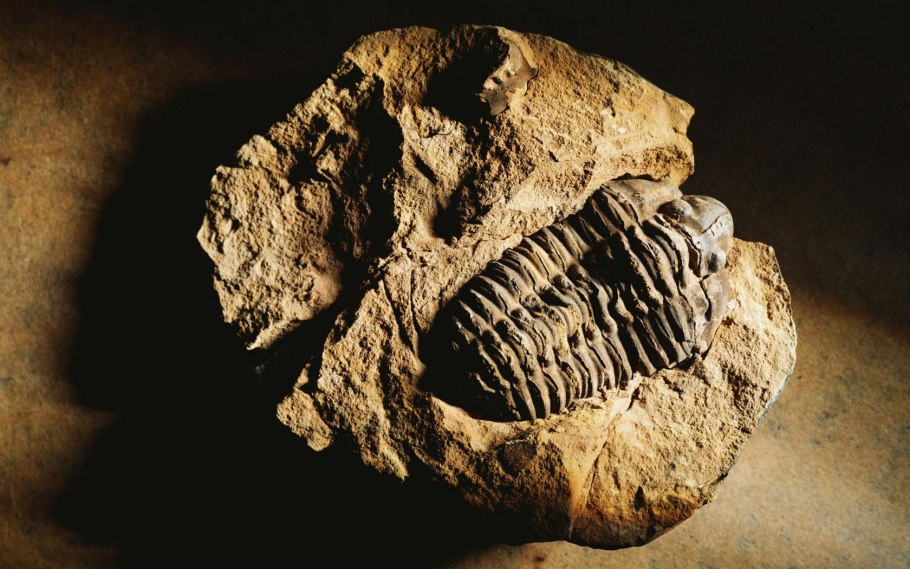 Fossil окаменелости