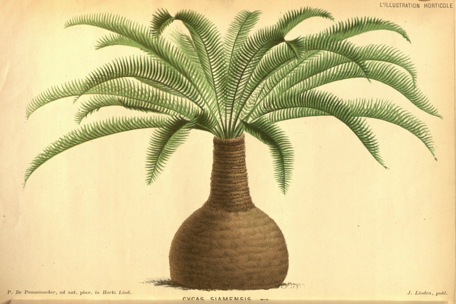 Девонский период палеозойской эры