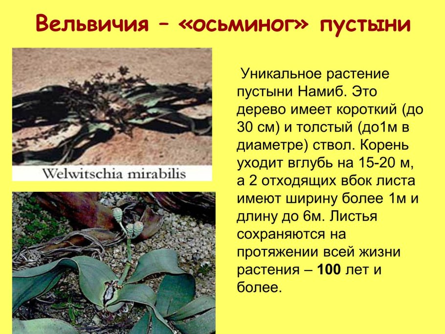 Экзо с кактусом