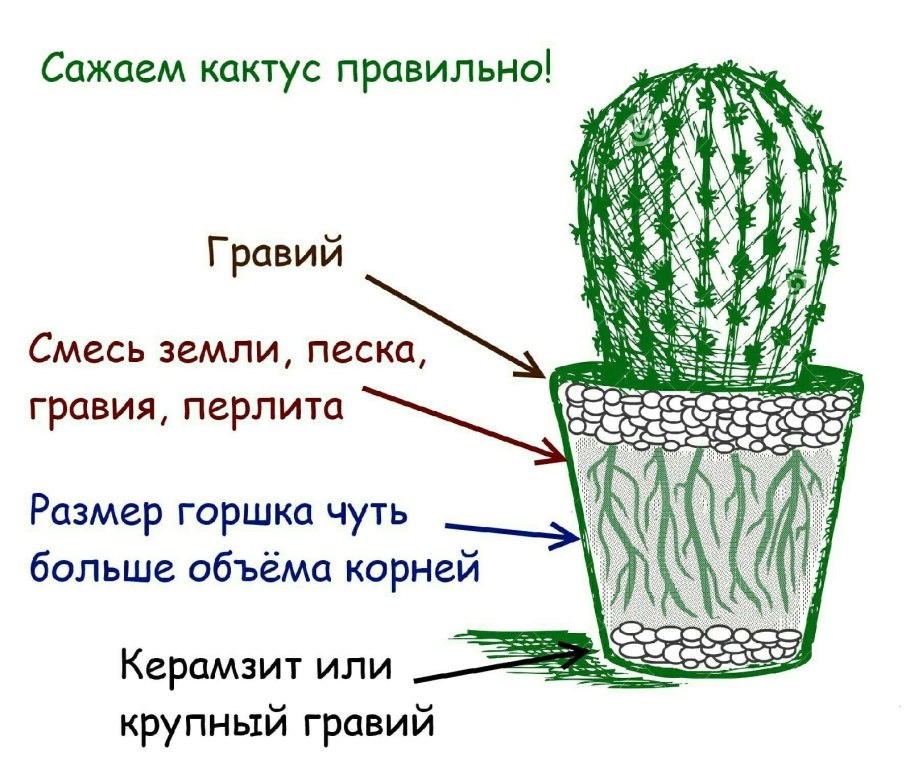Саксаул растение пустыни