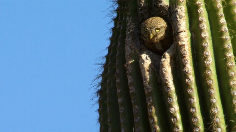 Кактус Чолла (Cholla)