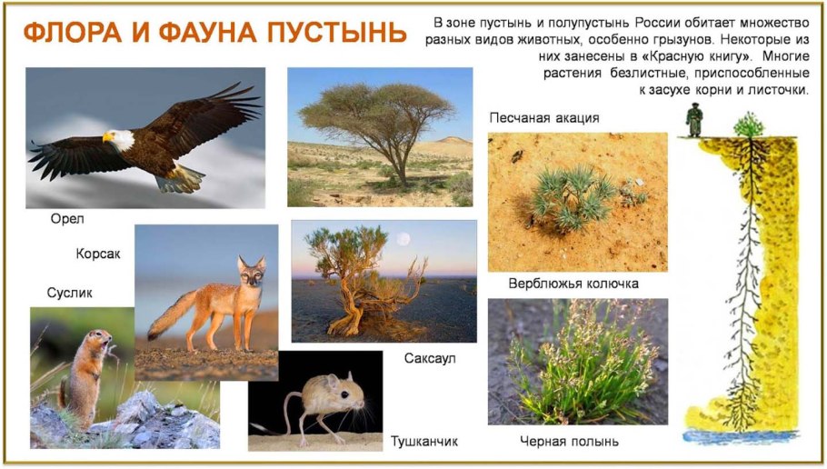 Тамариск ксерофит