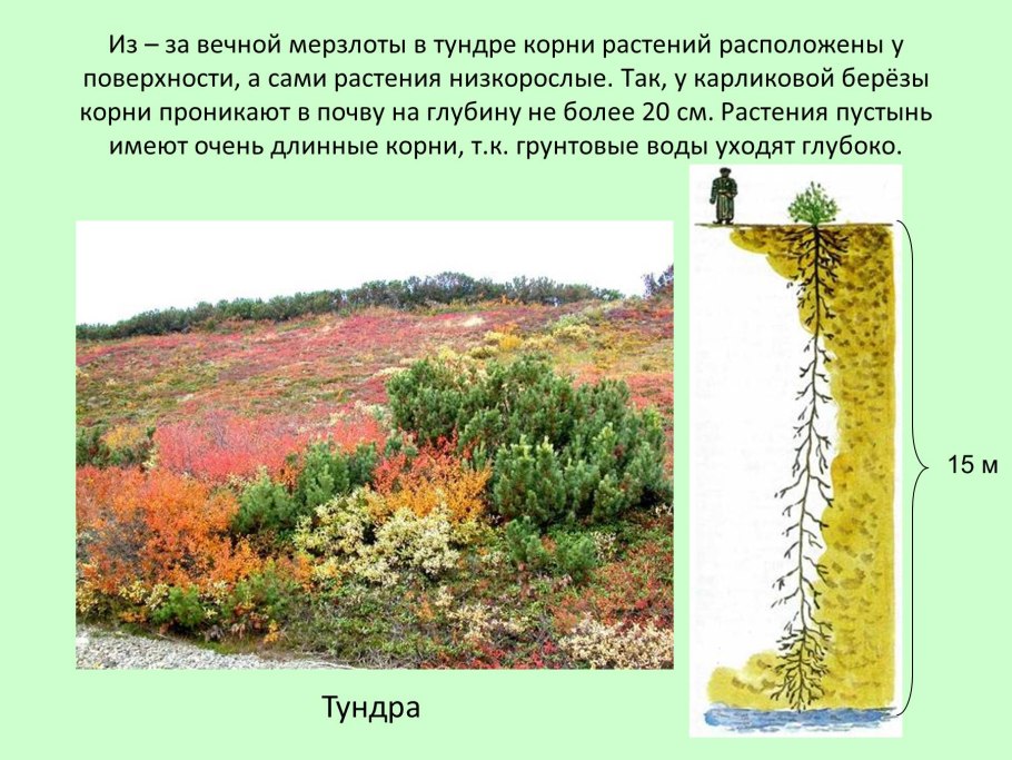 Строение кактуса схема